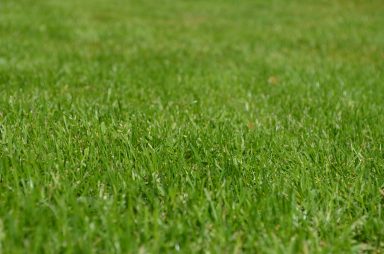 Lawn-Grass-Seed-Dorchester-Dorset