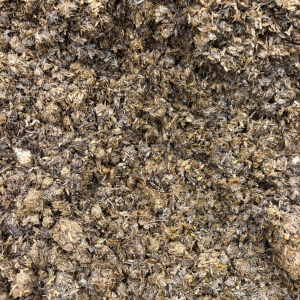 Bloomin Amazing Mulch