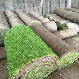 Turf